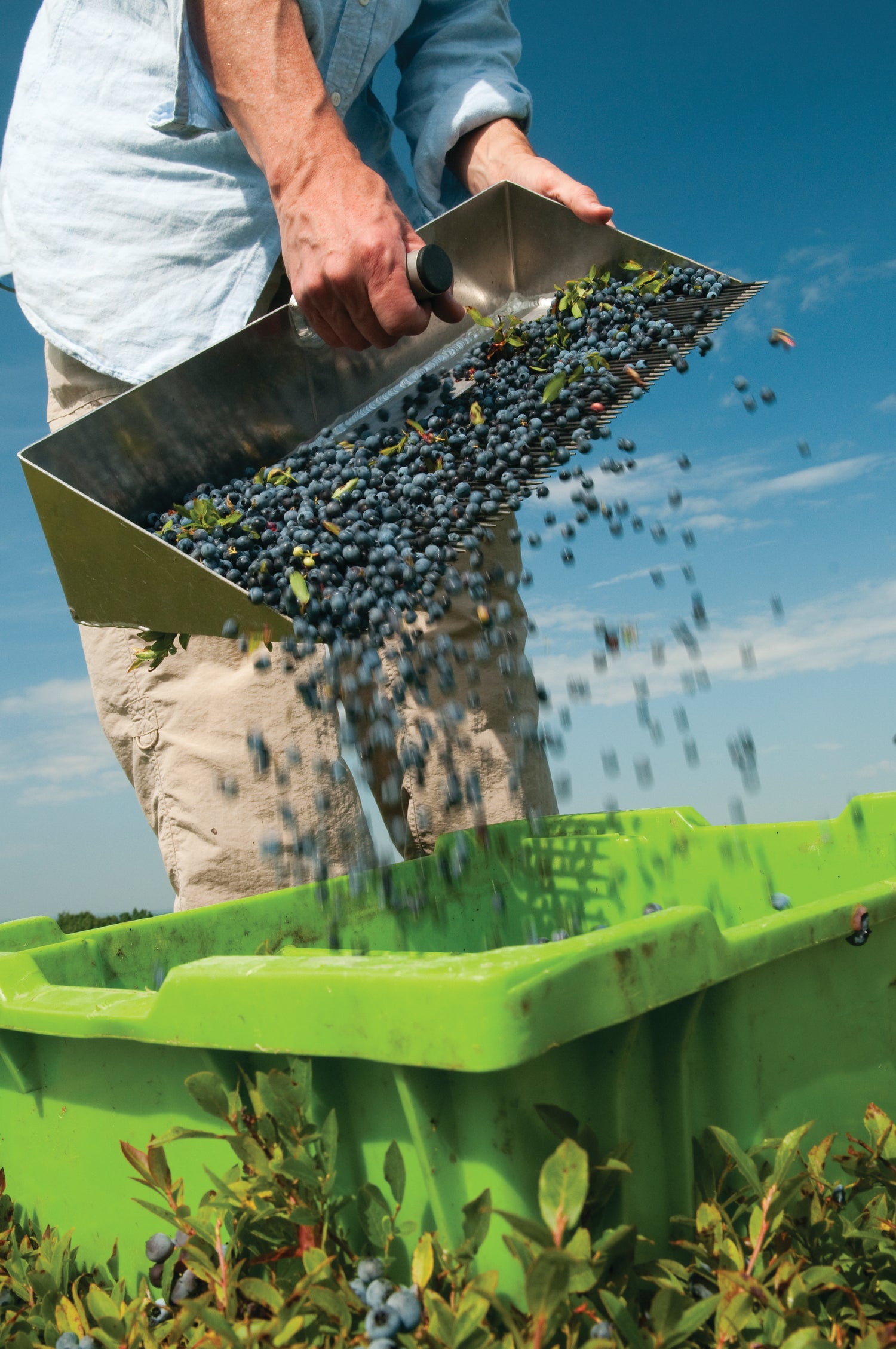 Canadian Wild Blueberries raker close up